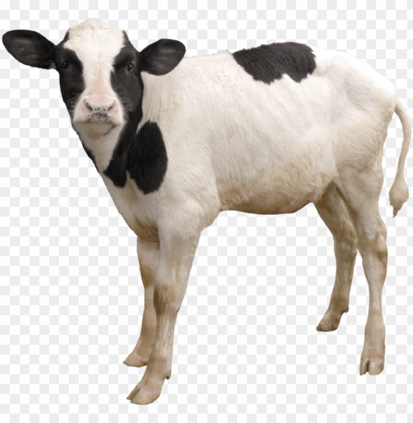 cow png, download png image with transparent background,.