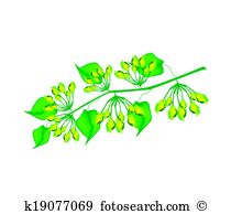 Cowslip Clip Art and Illustration. 16 cowslip clipart vector EPS.
