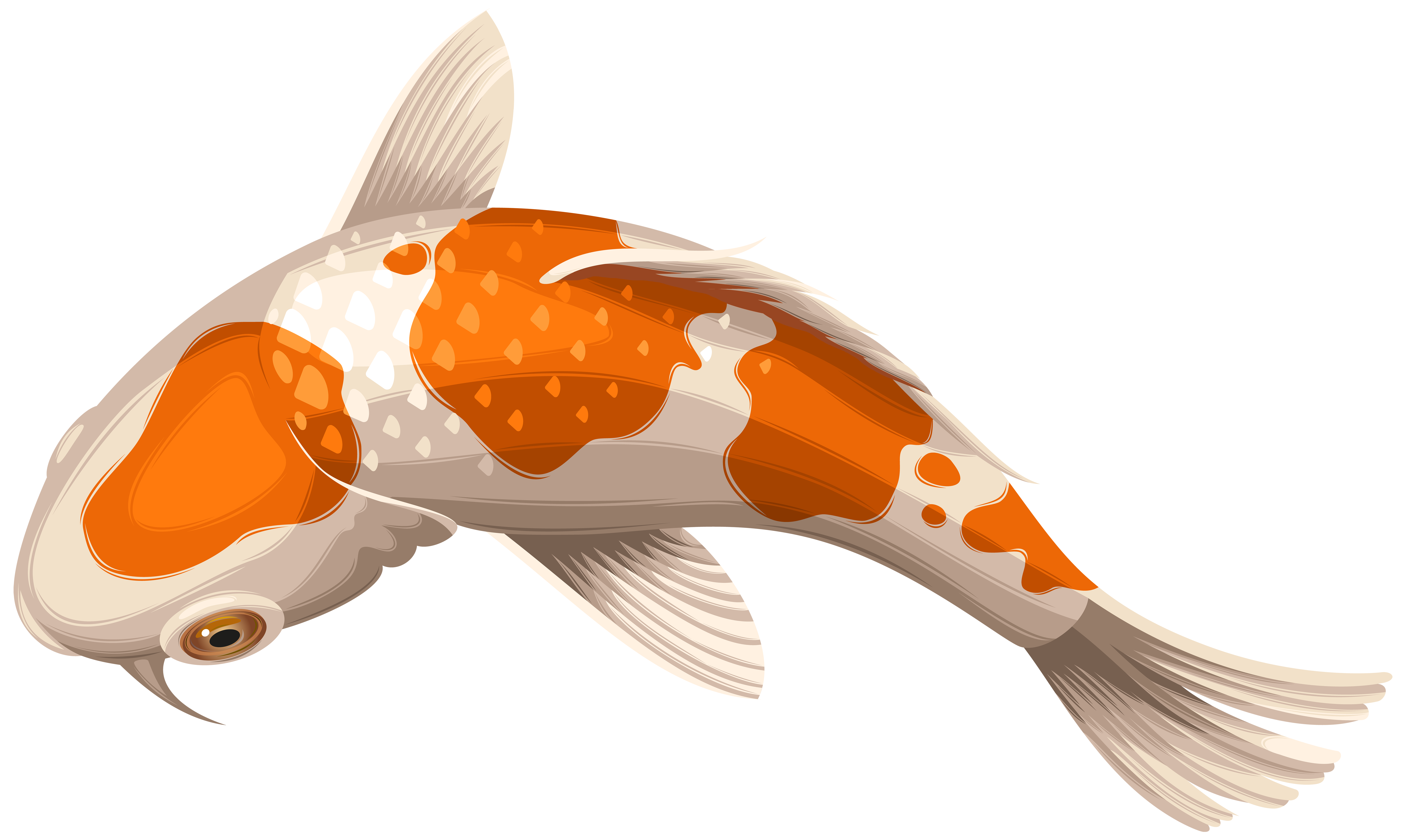 White and Orange Koi Fish Transparent Clip Art PNG Image.
