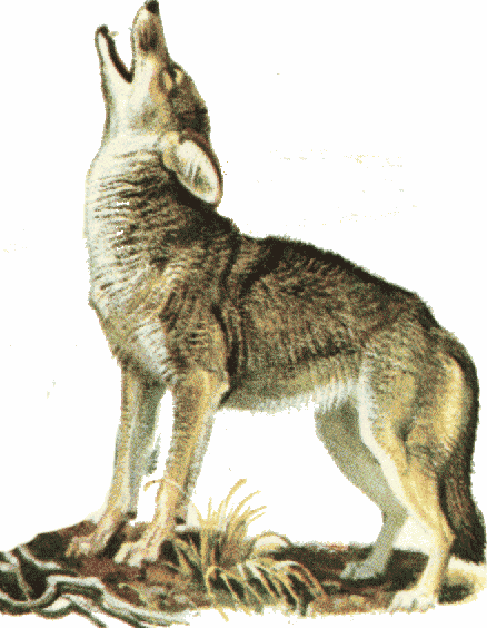 Free Howling Coyote Cliparts, Download Free Clip Art, Free.