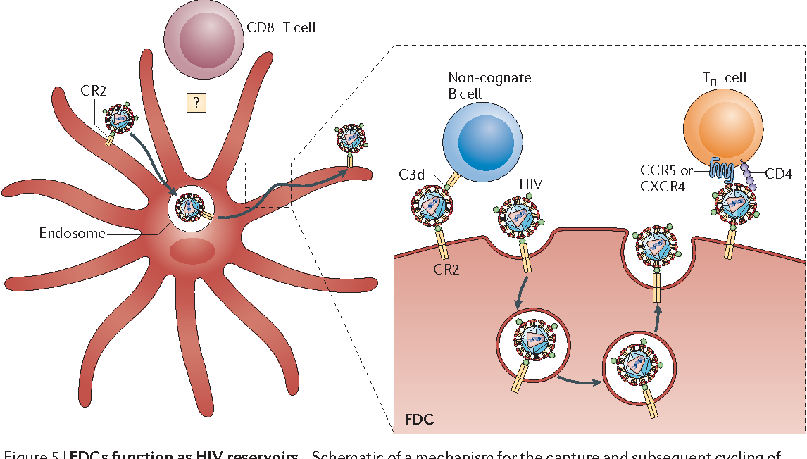 Cells clipart dendritic cell, Picture #166437 cells clipart.