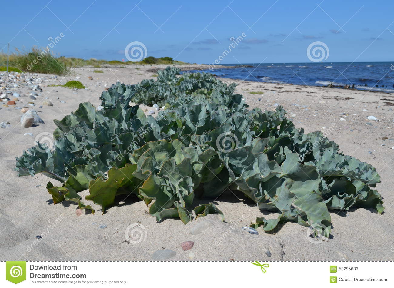 Sea Kale [Crambe Maritima ] Stock Photo.
