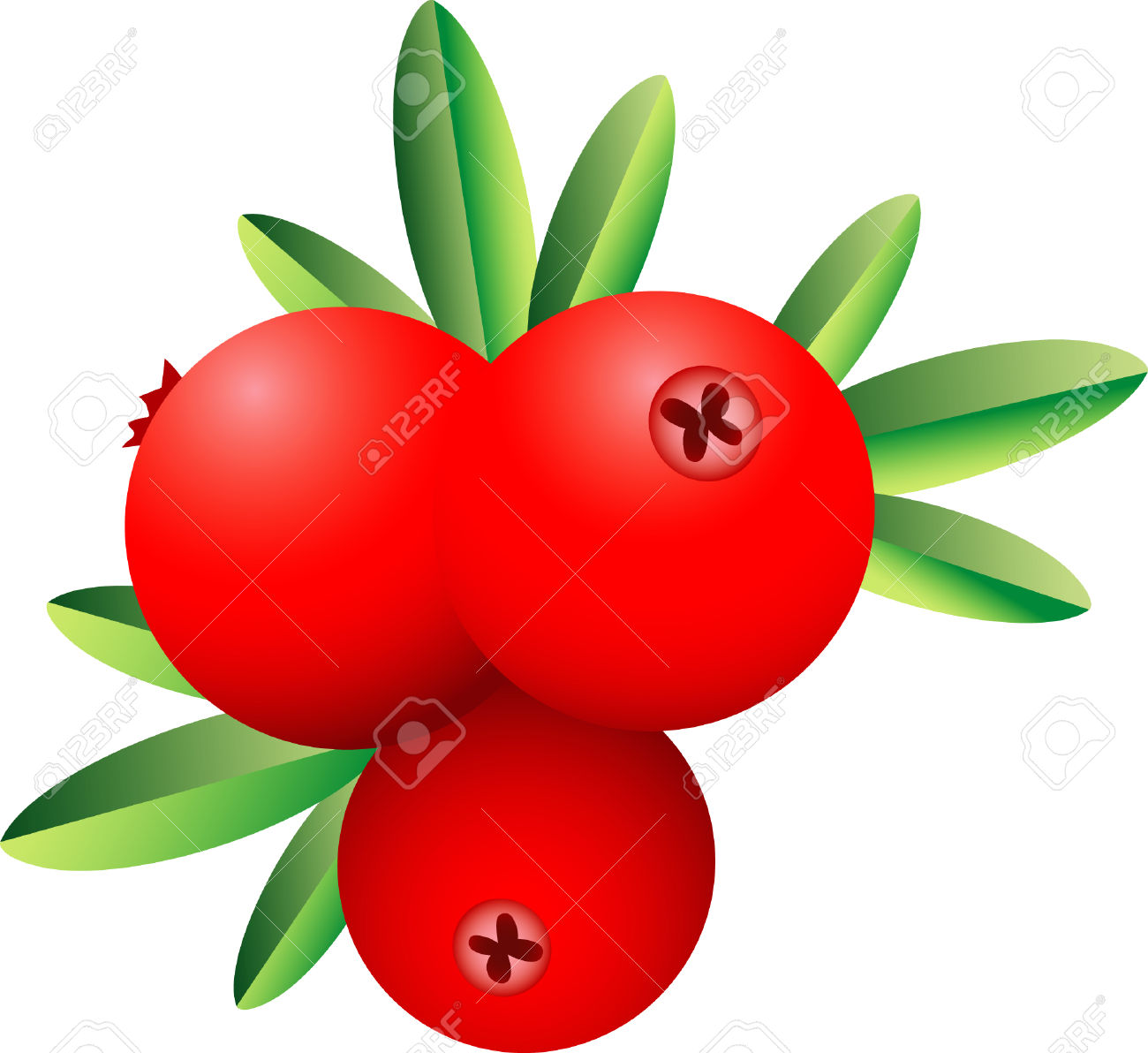 Cranberry Royalty Free Cliparts, Vectors, And Stock Illustration.