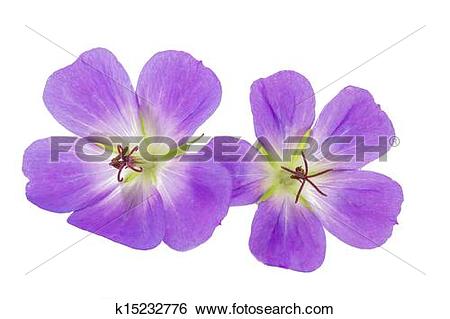 Stock Images of Purple Cranesbill flower on white background.