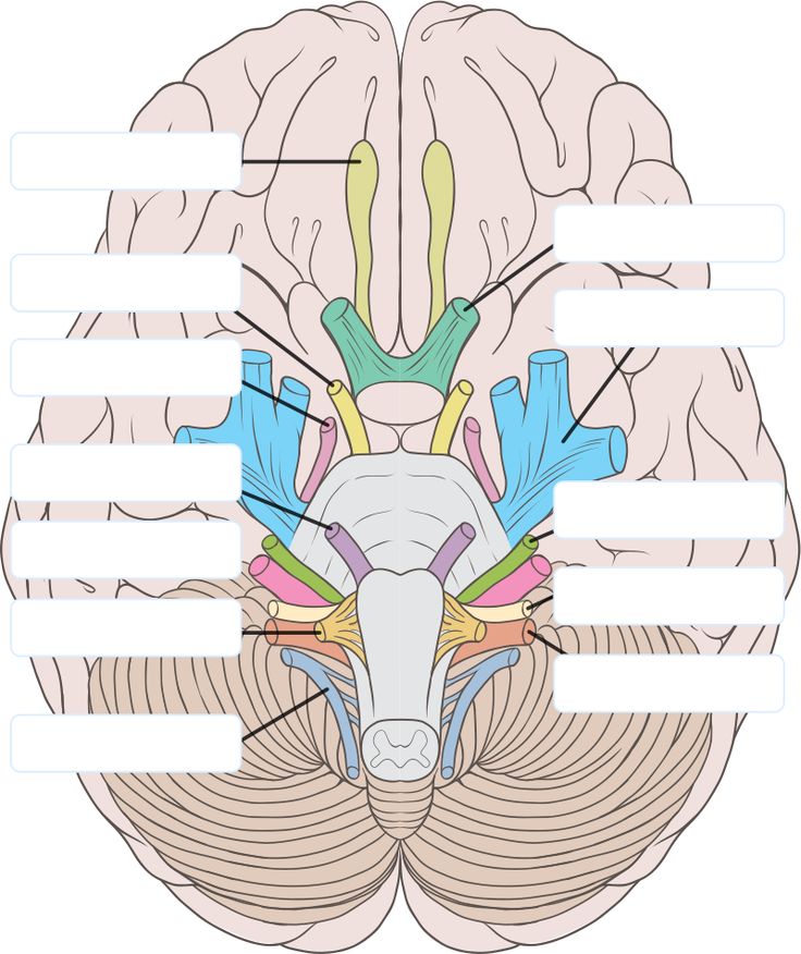 12 Cranial Nerves Picture Description Of The 12 Cranial Nerves 