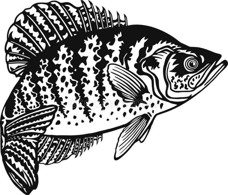 Download crappie clip art 20 free Cliparts | Download images on ...