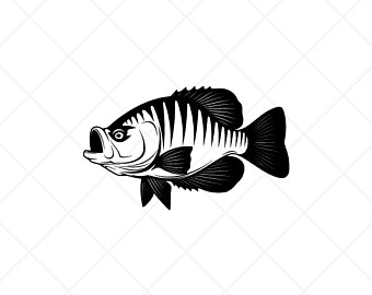 Download crappie clip art 20 free Cliparts | Download images on Clipground 2021