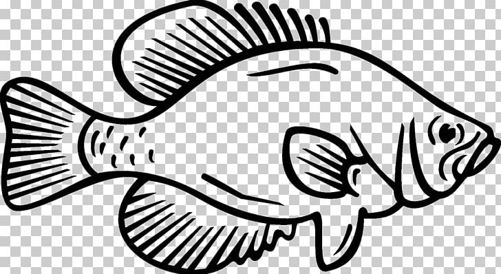 Download crappie clip art 20 free Cliparts | Download images on ...