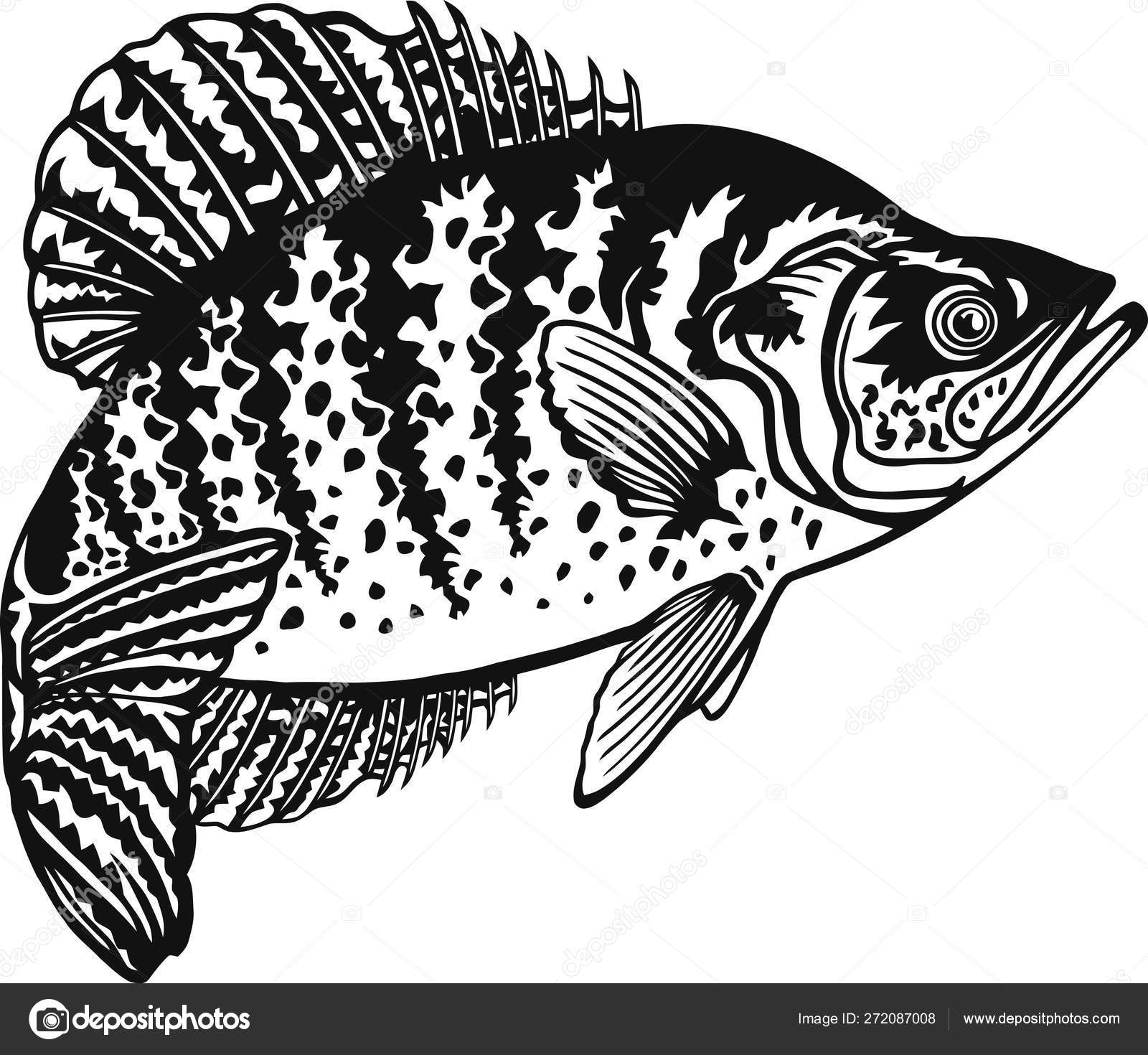 Download crappie clipart 20 free Cliparts | Download images on ...