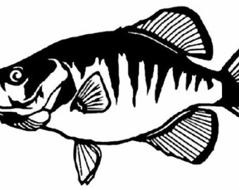 Download crappie fish clipart 20 free Cliparts | Download images on Clipground 2021