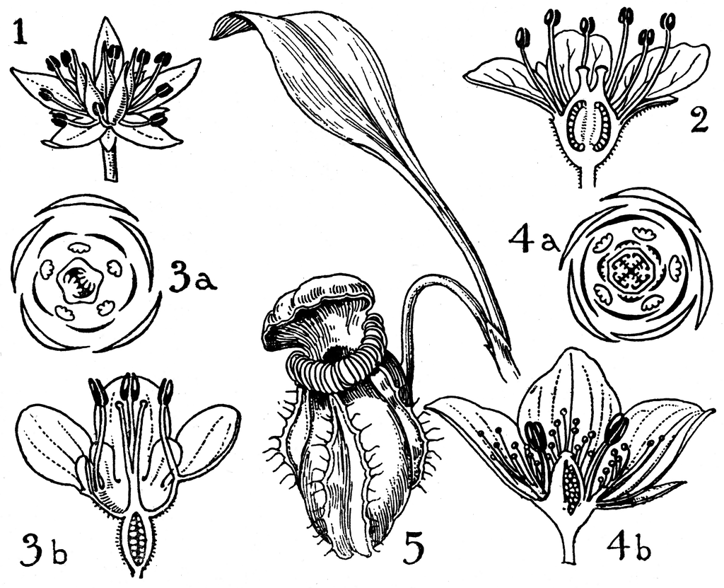 Orders of Crassulaceae, Saxifragaceae, and Cephalotaceae.