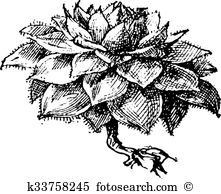 Crassulaceae Clipart Vector Graphics. 22 crassulaceae EPS clip art.