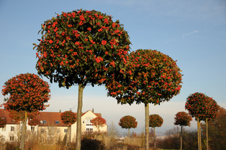 Buy crataegus lavallei photos and images at Zoonar.