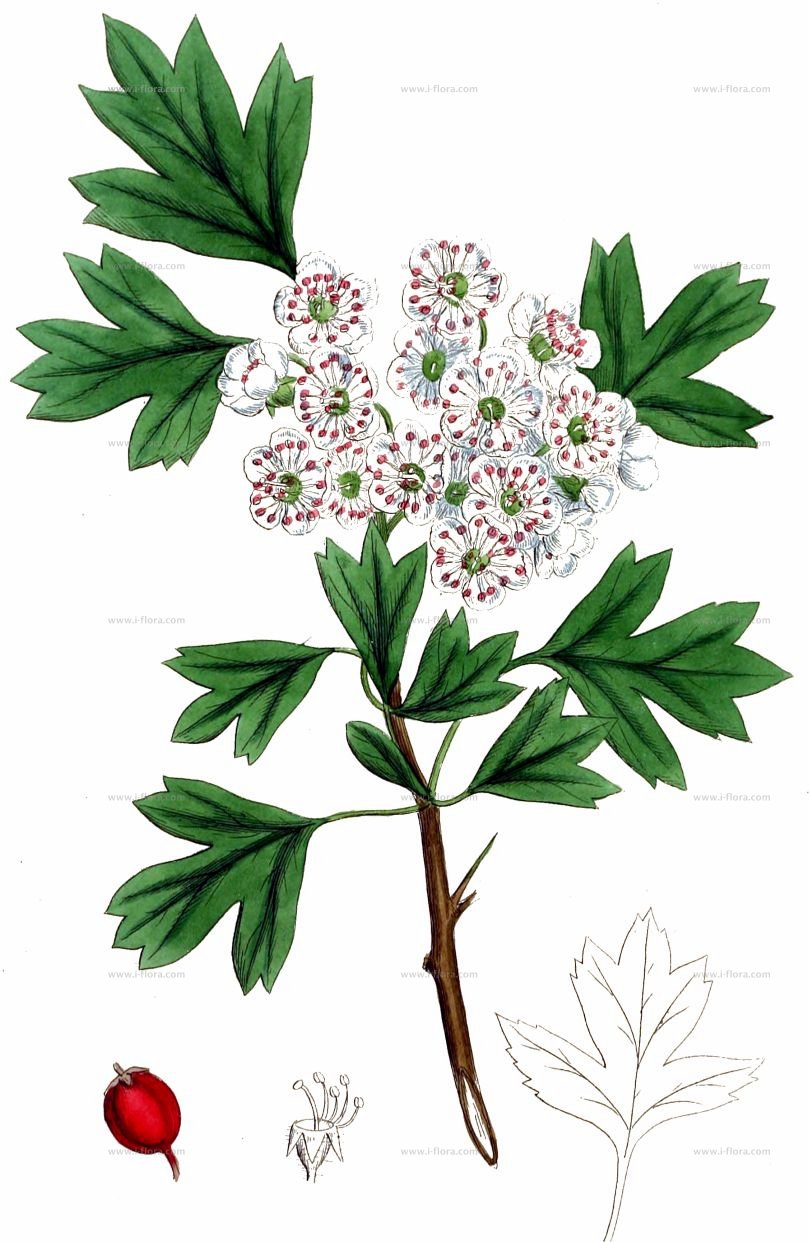 Crataegus crus weißdorn clipart 20 free Cliparts | Download images on ...