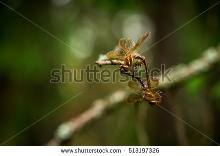 Mating Dragonflies Stock Photos, Royalty.