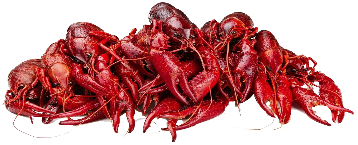 crawfish png 20 free Cliparts | Download images on Clipground 2021