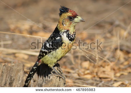 Barbets Stock Photos, Royalty.