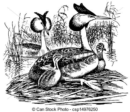 Clipart Vector of Bird Great Crested Grebe.