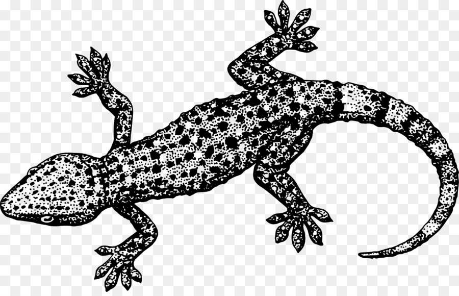 Lizard Crested gecko Clip art.