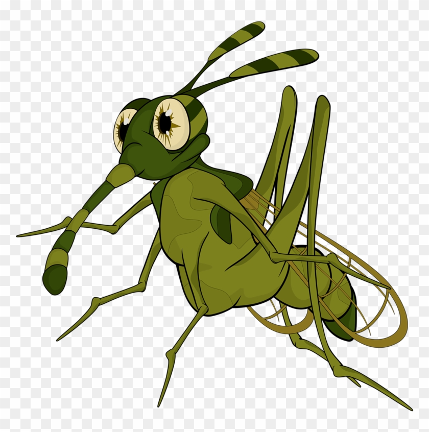 Insects Clipart Insect Grasshopper.