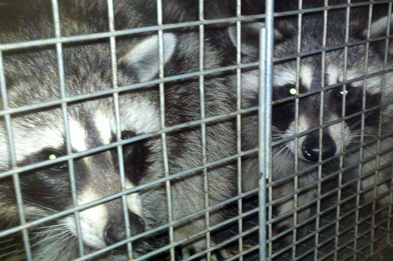 Raccoon Removal Services.