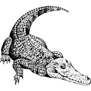 Free Crocodile Cliparts, Download Free Clip Art, Free Clip Art on.