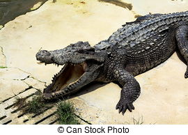 Crocodile farm Stock Photo Images. 1,367 Crocodile farm royalty.