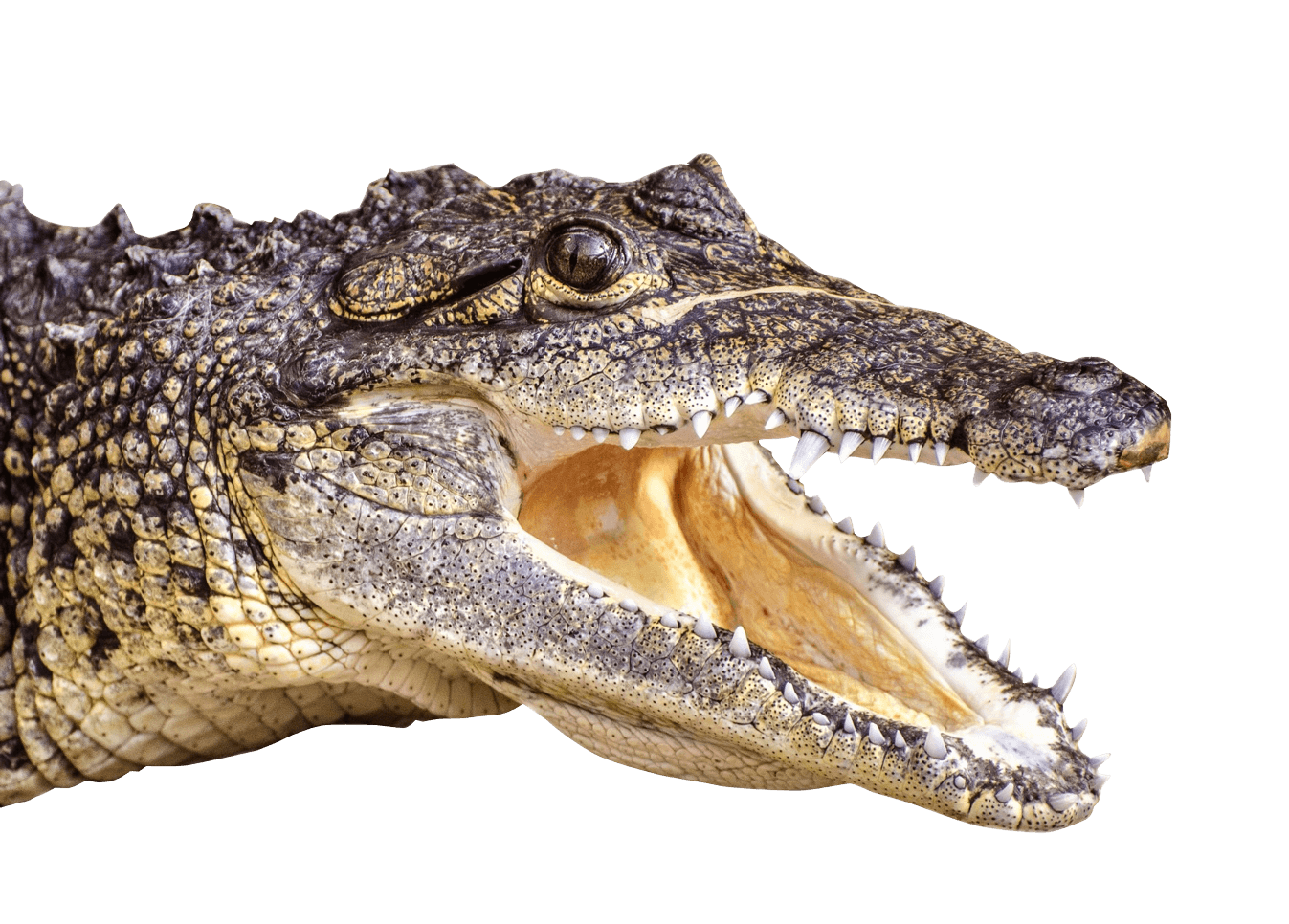 Crocodile Head Left transparent PNG.