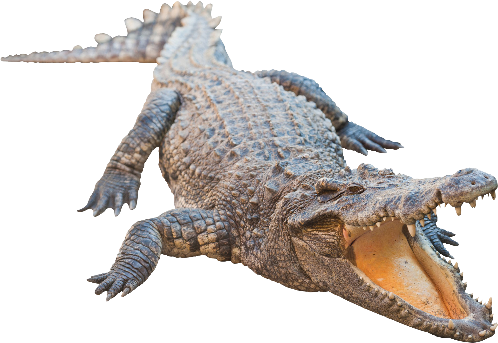 HD Real Alligator Transparent Image.