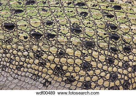 Stock Photograph of Scales of saltwater crocodile (Crocodylus.
