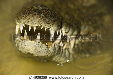 Stock Photograph of Nile Crocodile (Crocodylus niloticus) (focus.