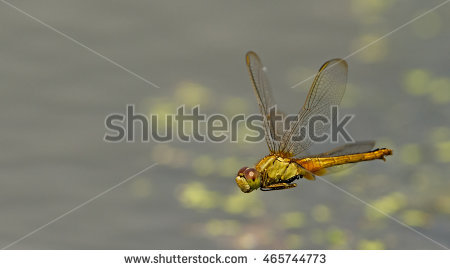 Dragonfly Stock Photos, Royalty.