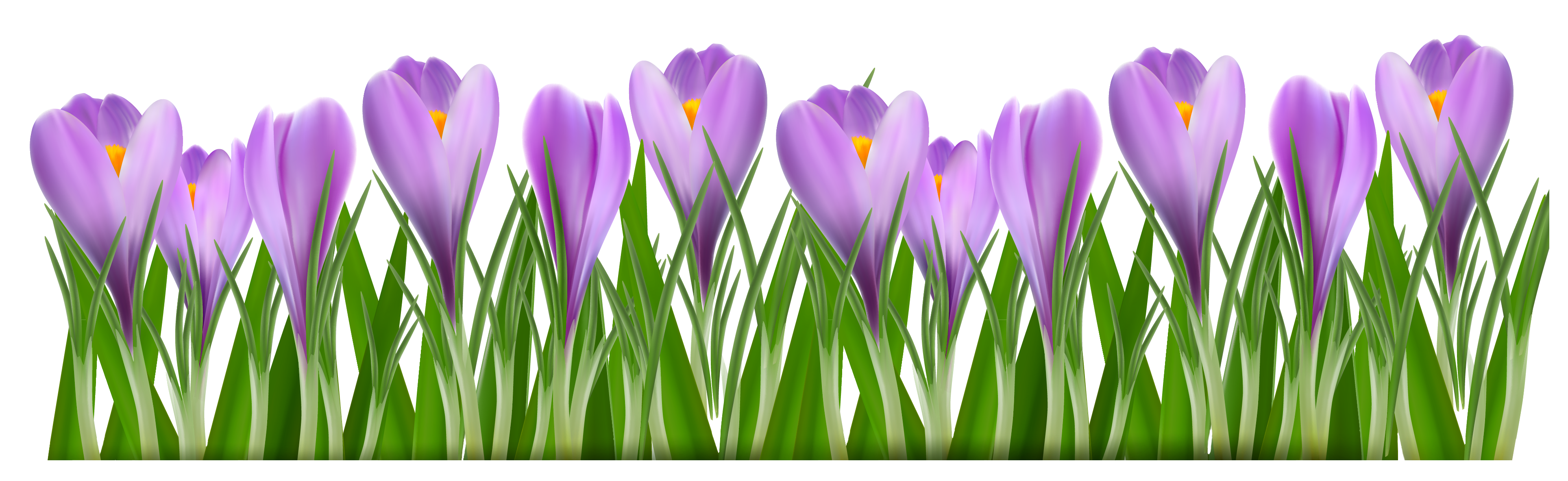 clipart-crocus-10-free-cliparts-download-images-on-clipground-2023