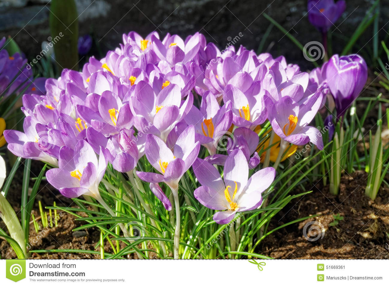 Crocus Longiflorus Flowers In Spring, Norway Stock Photo. Crocus Longiflorus Flowers In Spring, Norway Stock Photo.
