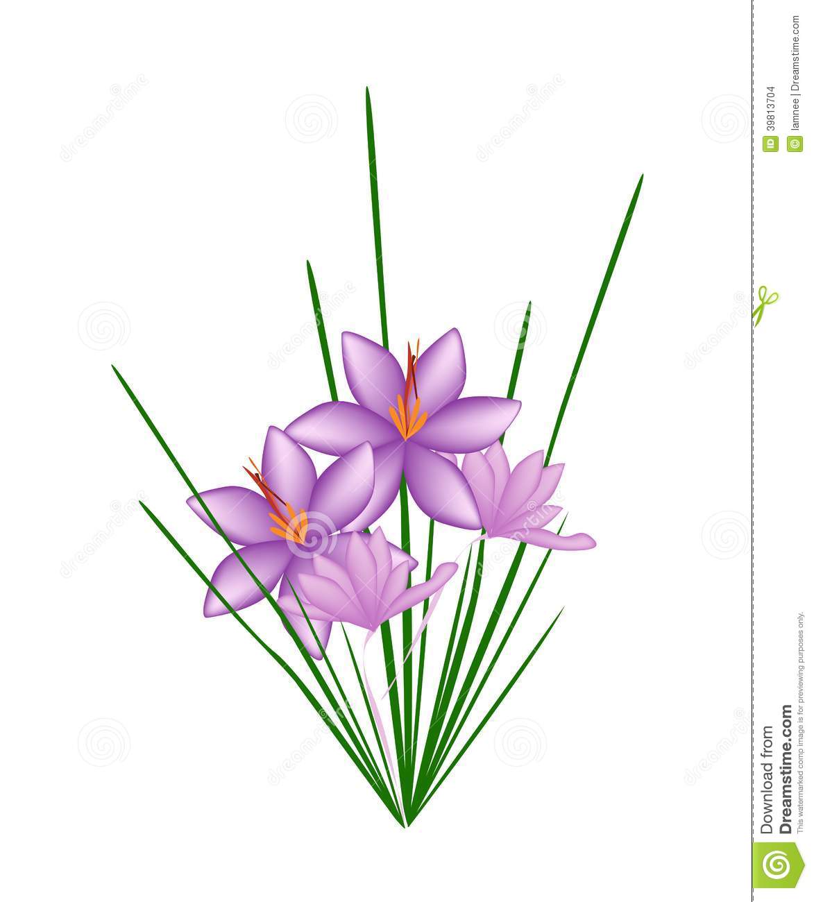 Purple Crocus Sativus Flower On White Background Stock Vector. Purple Crocus Sativus Flower On White Background Stock Vector.