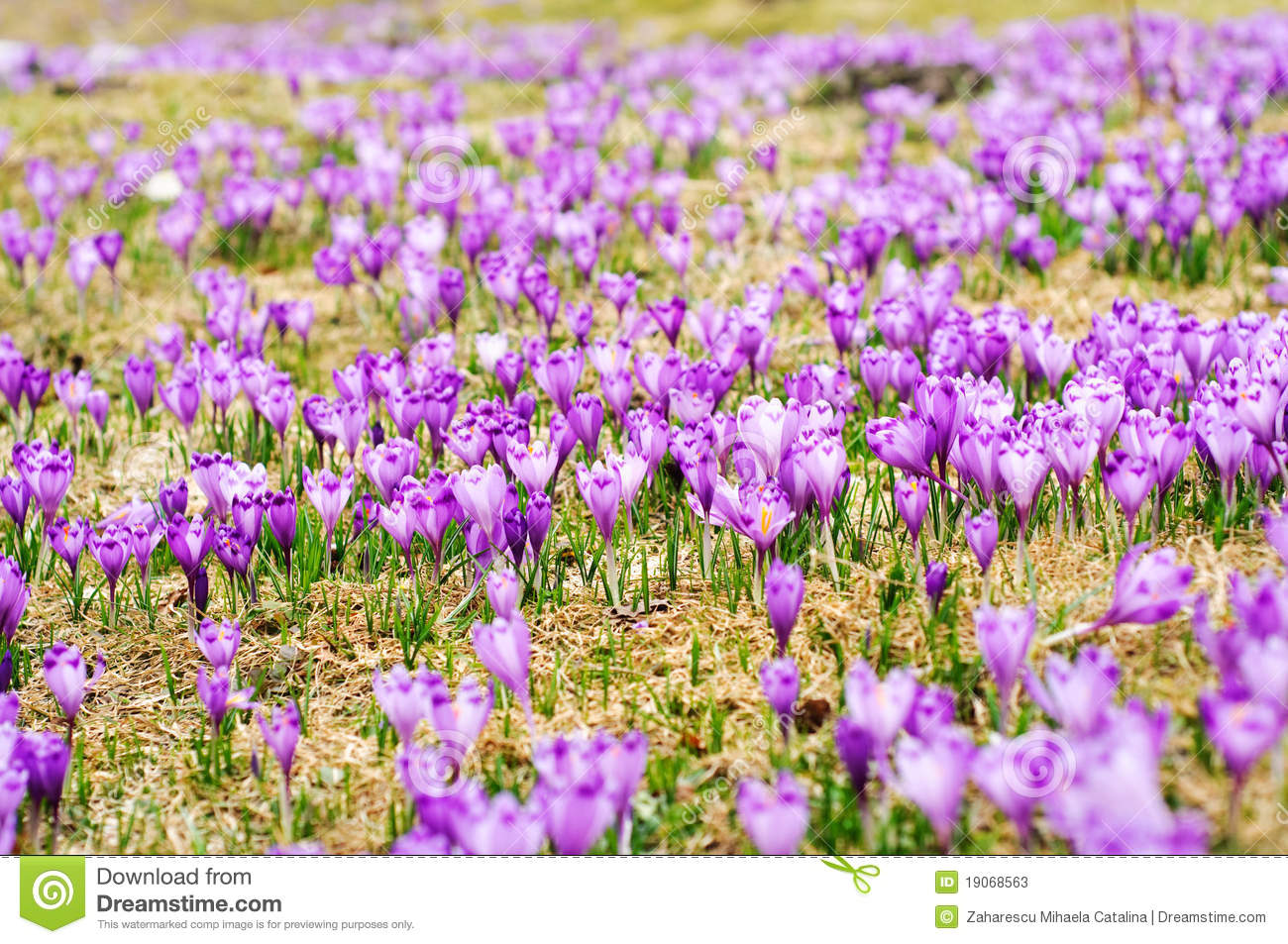 Crocus Sativus Plain Stock Photos. Crocus Sativus Plain Stock Photos.