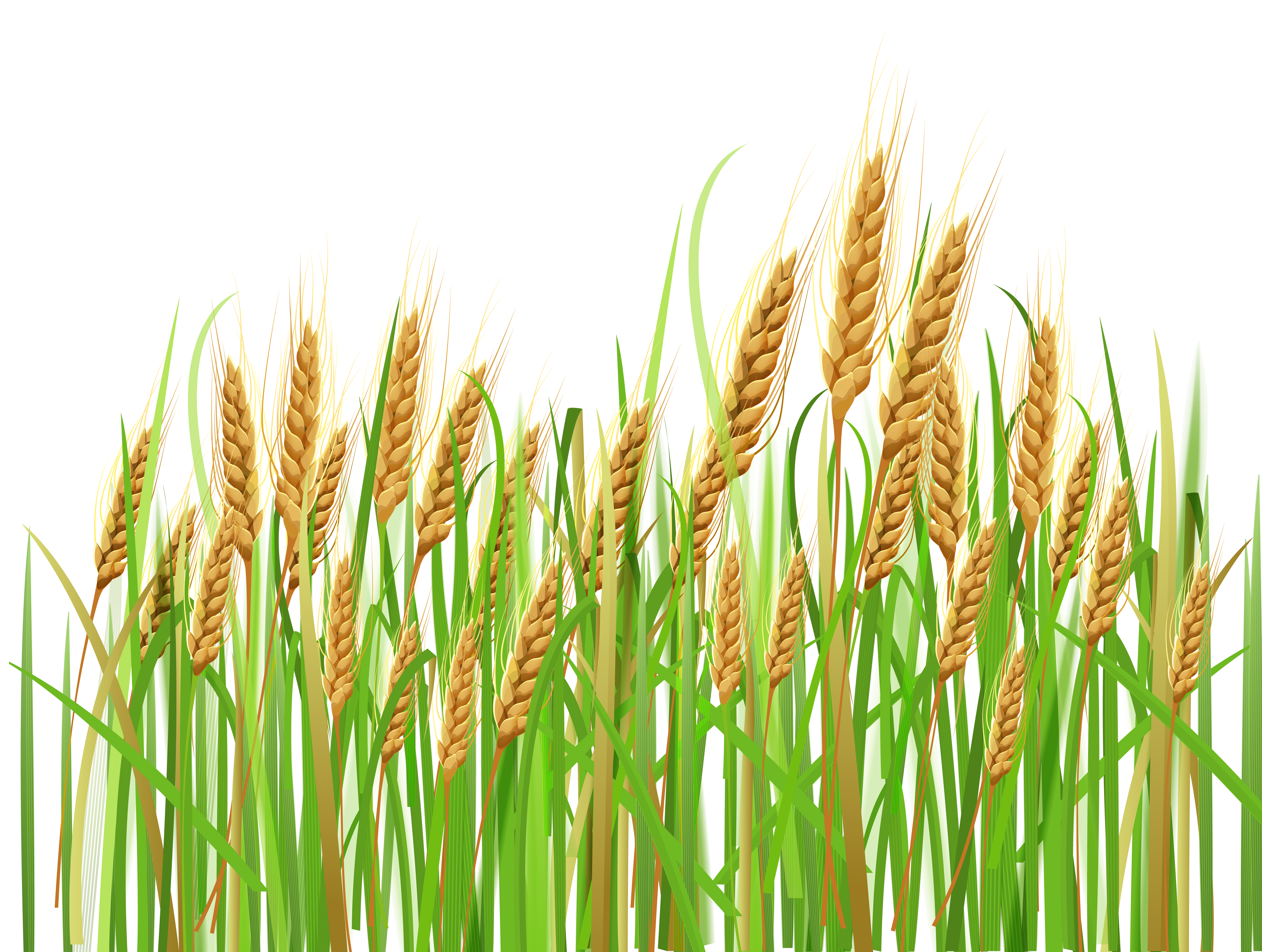 Wheat crop clipart.