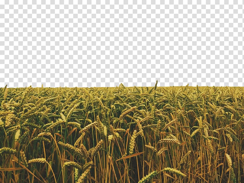 Crop Field, Golden wheat transparent background PNG clipart.