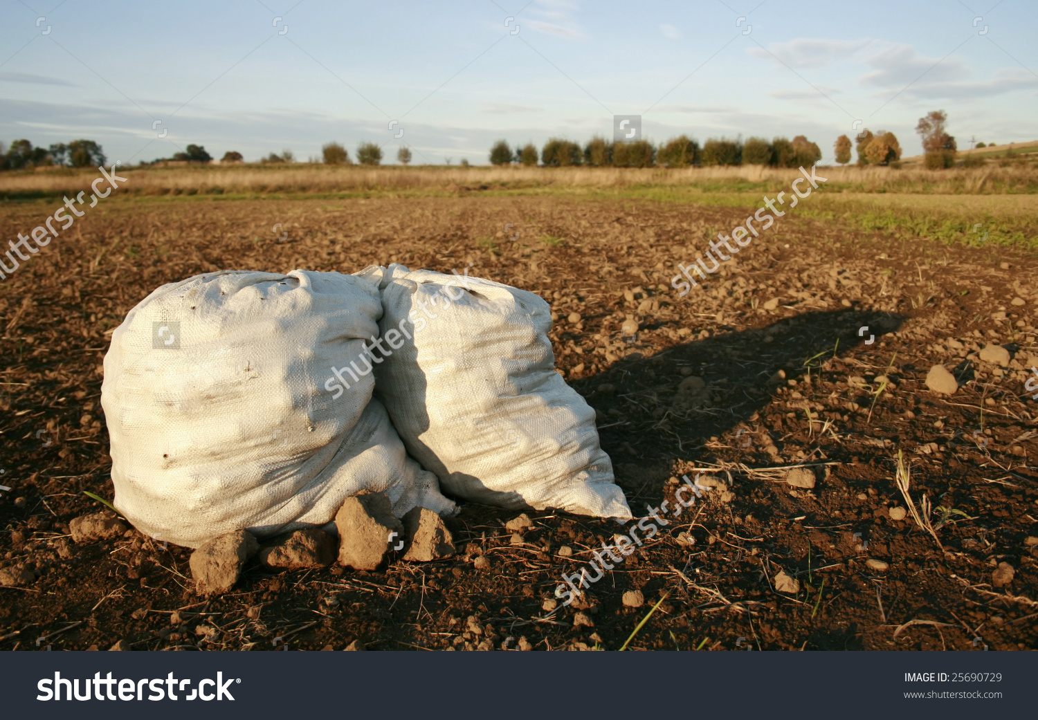 Potatoes, Digging Up Harvesting Of Root Crops, Infertile Soil.
