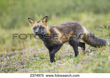 Stock Image of Cross fox (red fox), Denali National Park, Interior.