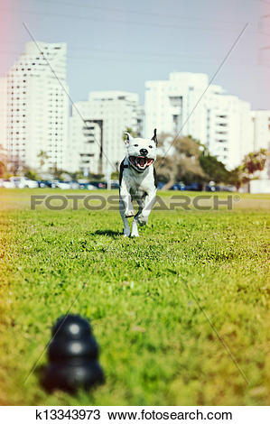 Stock Photo of Pitbull Running to Dog Toy on Park Grass Cross.