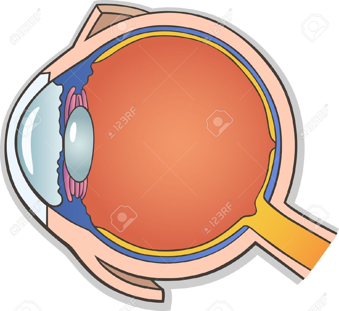 Medical Vector Illustration Of Human Eye Ball Cross Section.