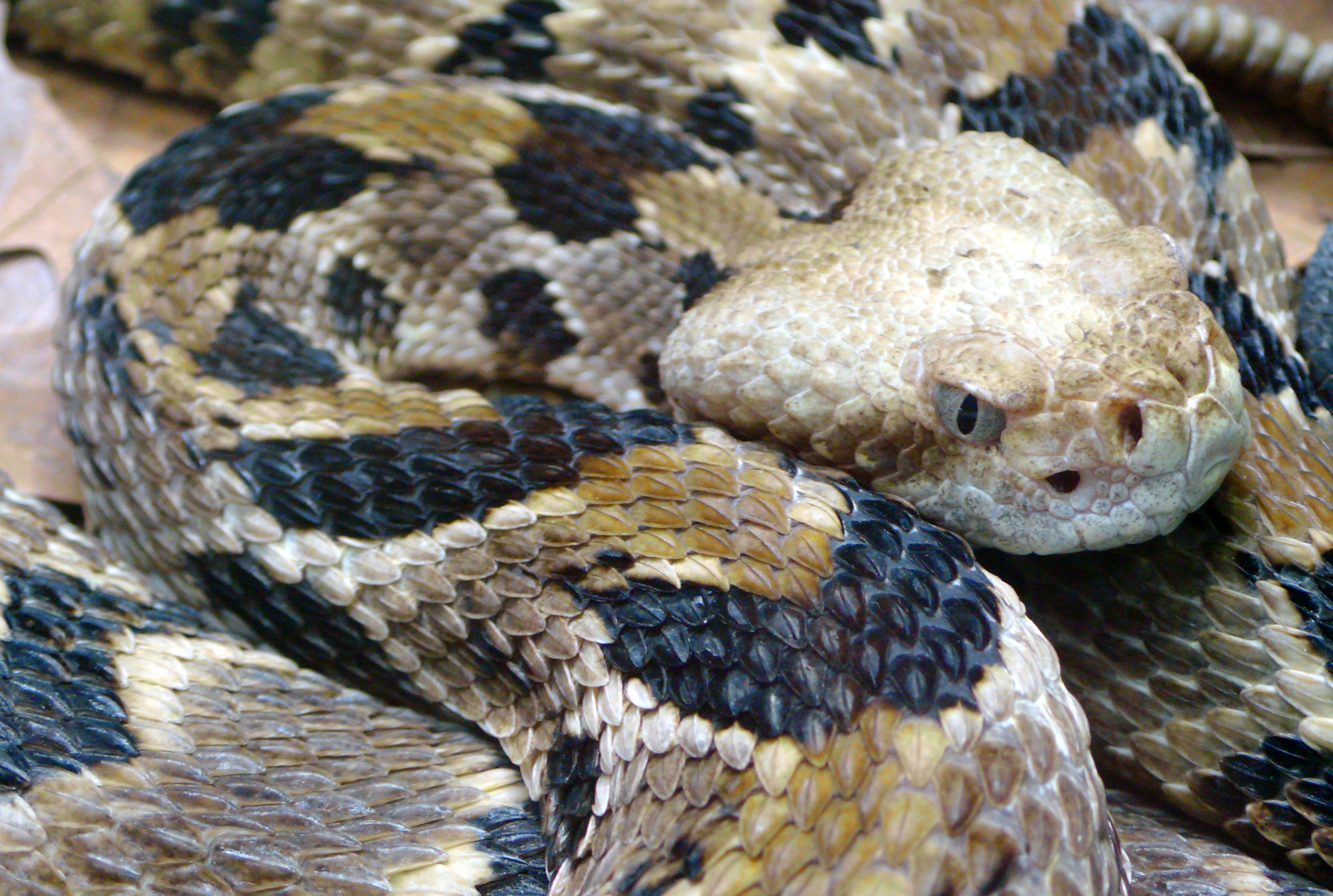 Timber Rattlesnake.