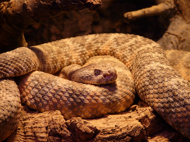 Free photo Spotted Rattlesnake Crotalus Mitchellii Snake.