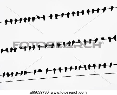 Stock Photography of A flock of crows on electrical wires in.