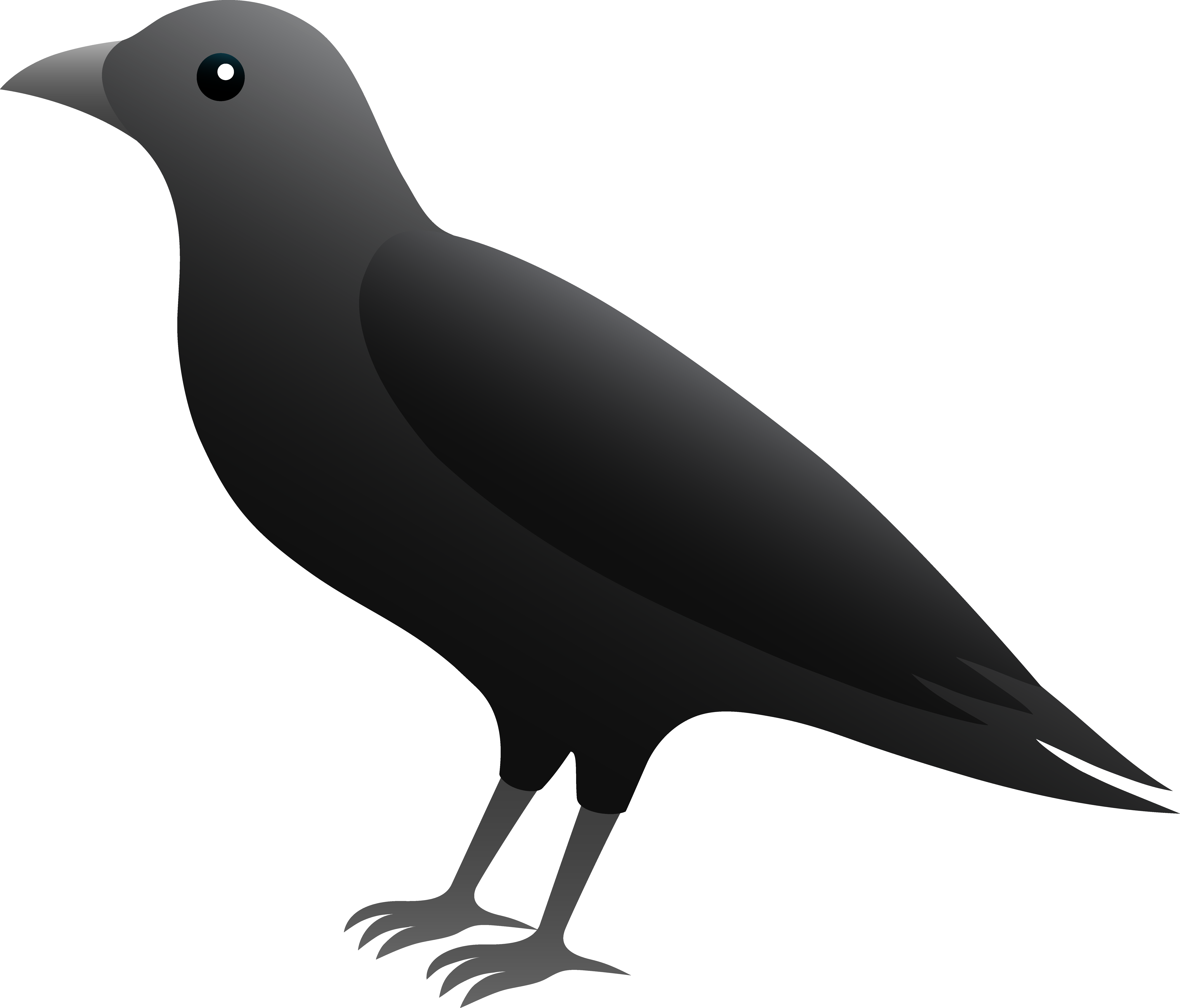 Crow bird clipart.