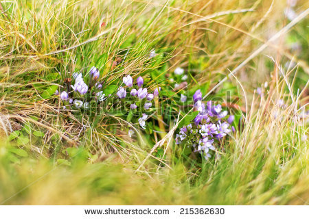 Genova's Portfolio on Shutterstock.