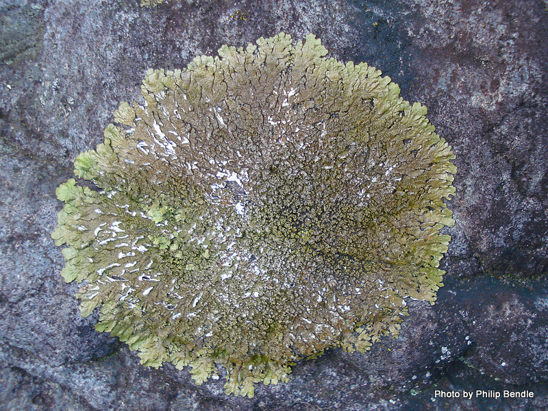 Crustose and foliose lichen.