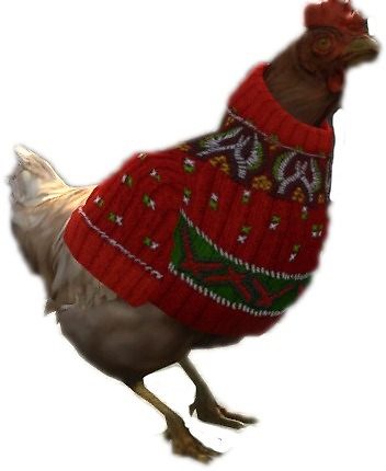 CS:GO Christmas Chicken with sweater 