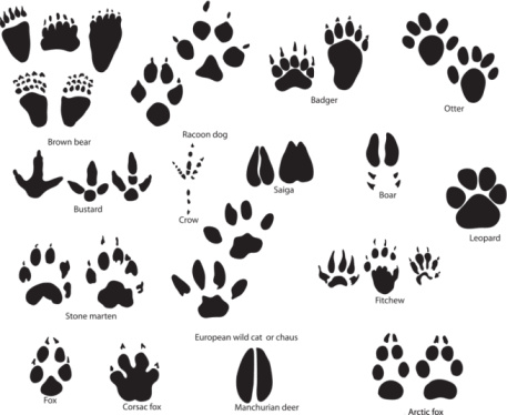 cub scout bear paw print clipart 20 free Cliparts | Download images on ...